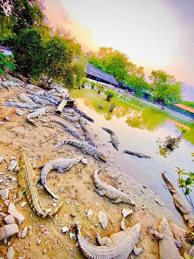 Xem Hồ Cá Sấu Nước Ngọt tại Thủy Châu